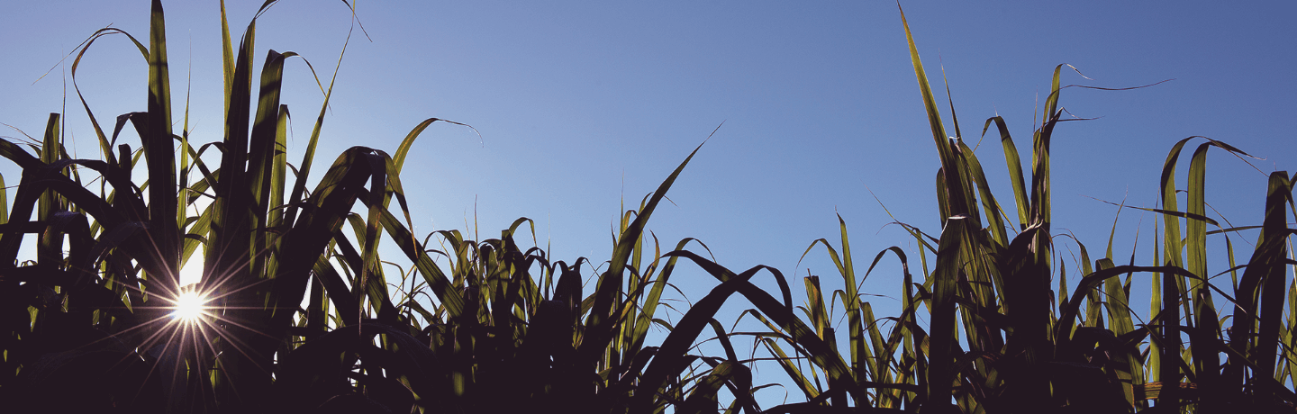 Distribuímos e comercializamos combustíveis e produtos para aeroportos, B2B e postos por meio da revenda Shell.